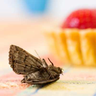 domestic-pests-moth-in-a-house-with-cake domestic-pests-moth-in-a-house-with-cake